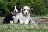 BERGER AUSTRALIEN PUPPIES 312